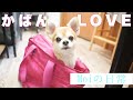 キャリーバッグに自分から入る姿が可愛すぎるチワワちゃん
