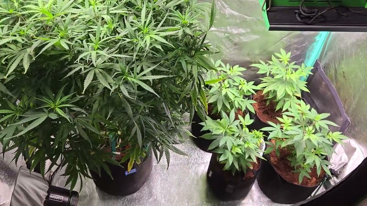 Beautiful Exodus cheese cannabis plant and the pineapple fuego clones for the next run.
