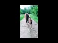 Foals on TikTok