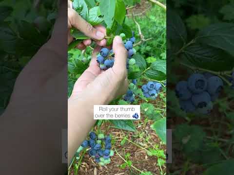 Videó: Hamis Jaboticaba-információ: Tanuld meg termeszteni és szedni a kékszőlős gyümölcsöket
