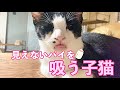 【保護猫シェルター】そこにオッパイがあるかのような行動をする猫