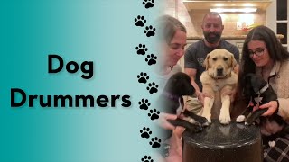 Our Dogs Play The Drum