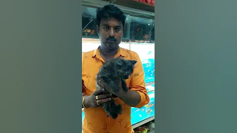 Watch the video about Persian female kitten available at pet junction vijayawada 8977377388