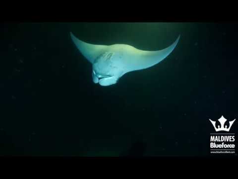 Diving in the Maldives - Central Atolls Route - Liveaboard week 20190831