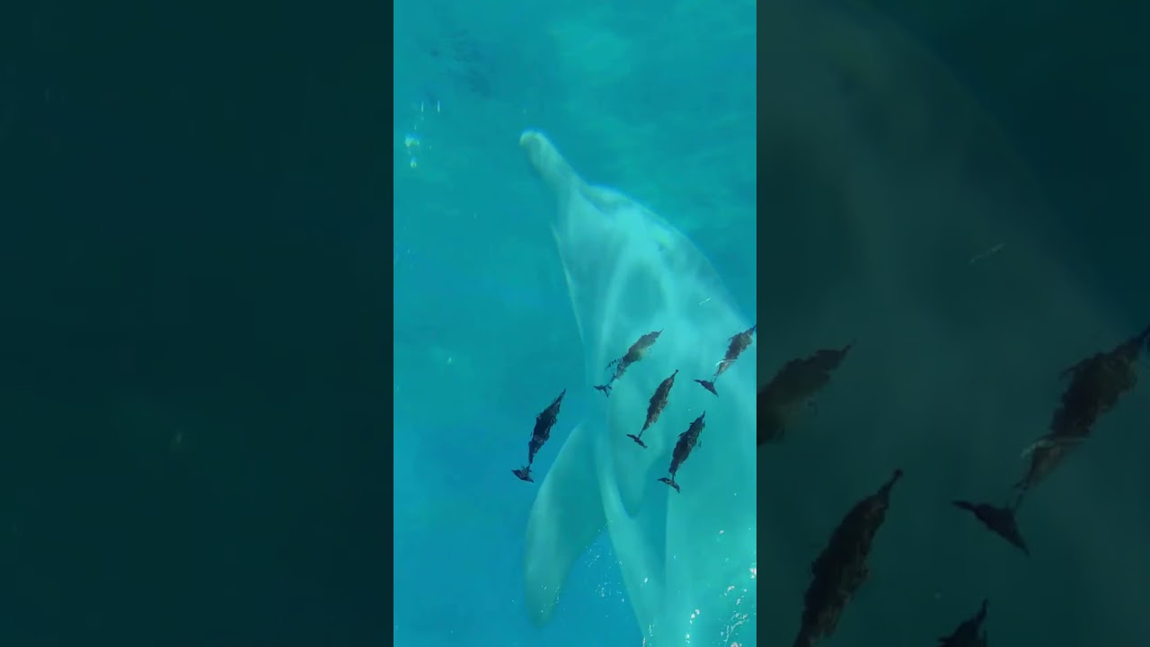 Spongy Snouts: Dolphins' Clever Tool Use in Ocean Foraging! 🐬🧽 