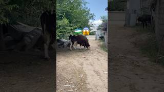 #bigbull #smental #cow #animals #farming #mehnat #new #rek #reels