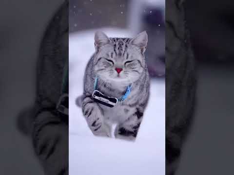 Cute pet || funny pet videos || Funny cats 2022 #shorts(4)