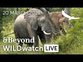 WILDwatch Live | 20 March, 2021 | Afternoon Safari | South Africa