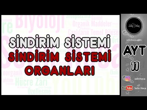 16) Sindirim Sistemi - Sindirim Sistemi Organları
