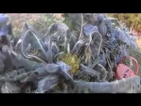 Цветная капуста, сорт изумрудный кубок - YouTube