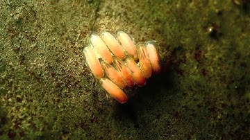 Life in Streams & Waterfalls, Borneo
