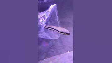 Rước em còn vợ về | cá lóc thái ( lóc bông )