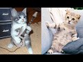 Baby Cats - Cute and Funny Cat Videos Compilation #22 | Aww Animals