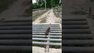 Dachshund Running Around Ranch Gets Stuck Between Pipes - 1502356
