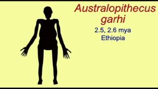 PL3: HOMINIDS: AUSTRALOPITHECUS GARHI.avi