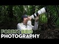 Tips for Photographing Forest Birds - Part TWO