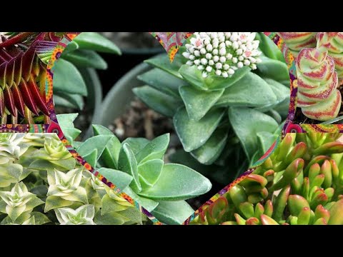 वीडियो: रेंगने वाले पौधे क्या हैं