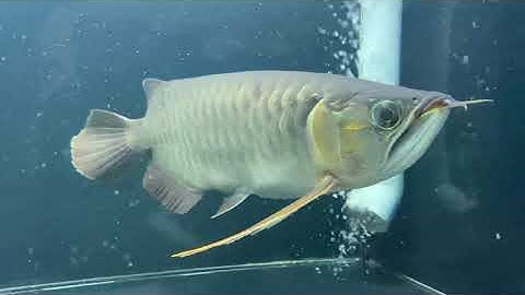 Tăng đèn cho huyết long, màu nổ rất nhanh các bác ạ