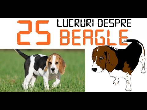 Video: Cum Să Ai Grijă De Un Beagle într-un Apartament