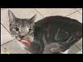 「合成!?」顔が変形した猫。残り少ない命の中、まさかの大逆転!?驚きの変化とは・・・。【嬉しい話】