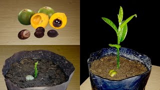 GERMINAR SEMILLA DE LÚCUMA
