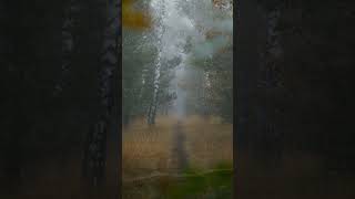 NOCTRA0966 #noctra #cinematicmusic #darkambient #calmvibes #nature #forest #shortsyoutube