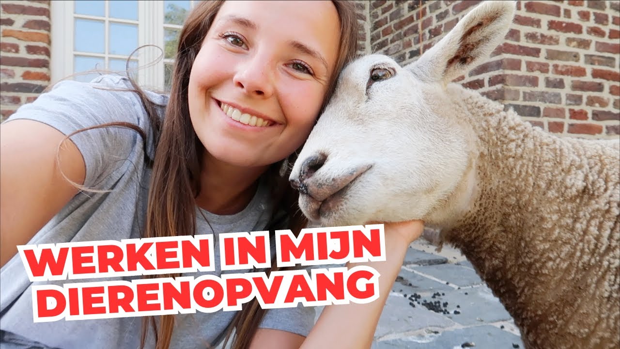 Droevige en leuke updates van mijn dierenopvang