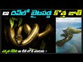 భయంకర స్వర్గం లాంటి దీవి 😱 World's Most Dangerous Paradise Snake Island #telugufacts #factstelugu