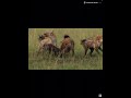 Hyena eats buffalo while it cries for help