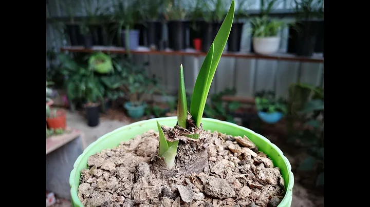 朱頂紅只長葉不開花？別傻等了！2個要點搞明白，才能開花 - 天天要聞