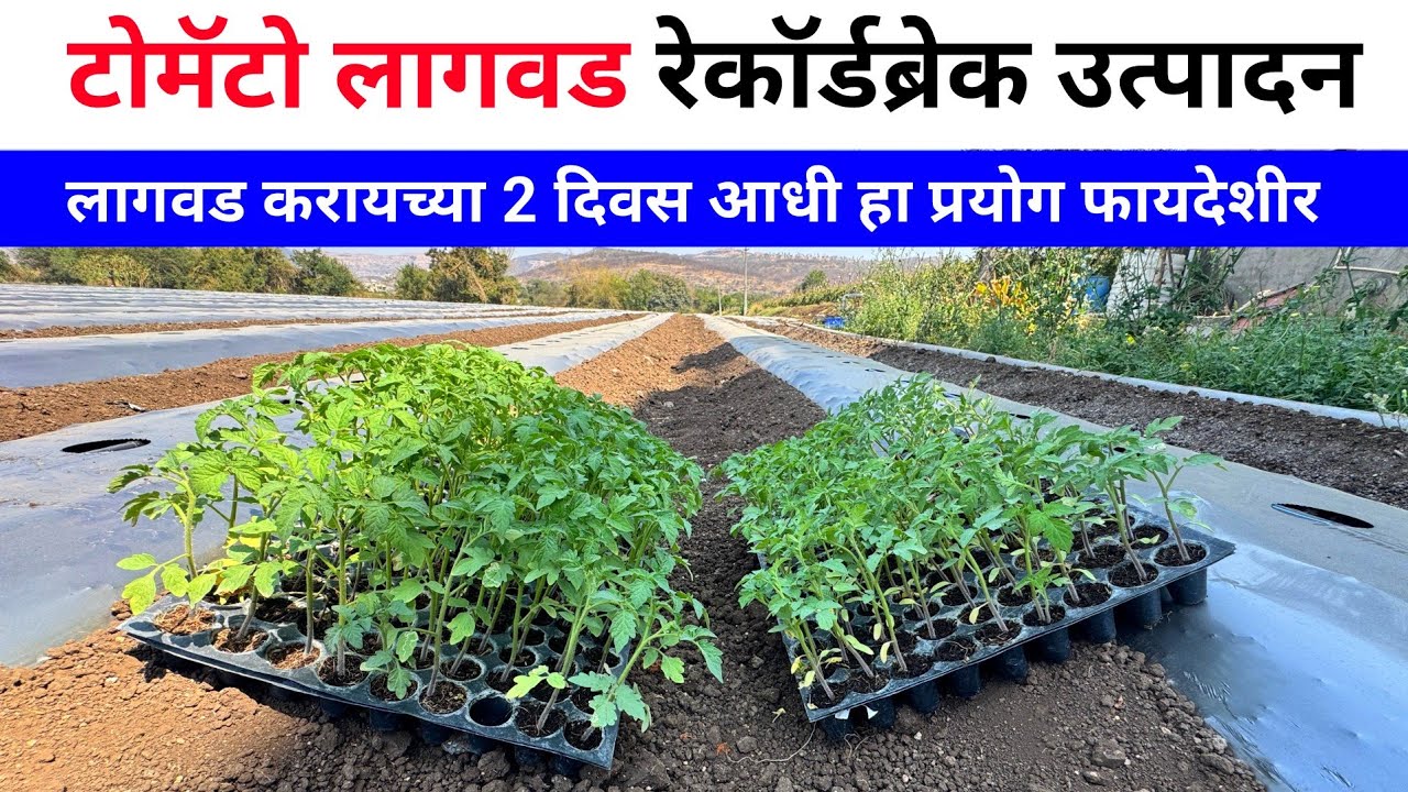 टोमॅटो लागवड करताय थांबा 😳 हा प्रयोग नक्की करा | Tomato lagwad | टोमॅटो लागवड कोणत्या महिन्यात करावी
