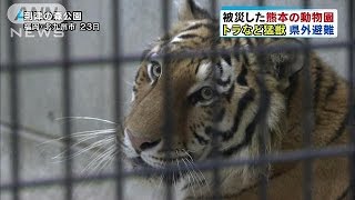 被災した熊本の動物園　トラなど猛獣を福岡へ避難(16/04/24)