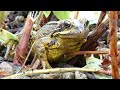 Common Frog