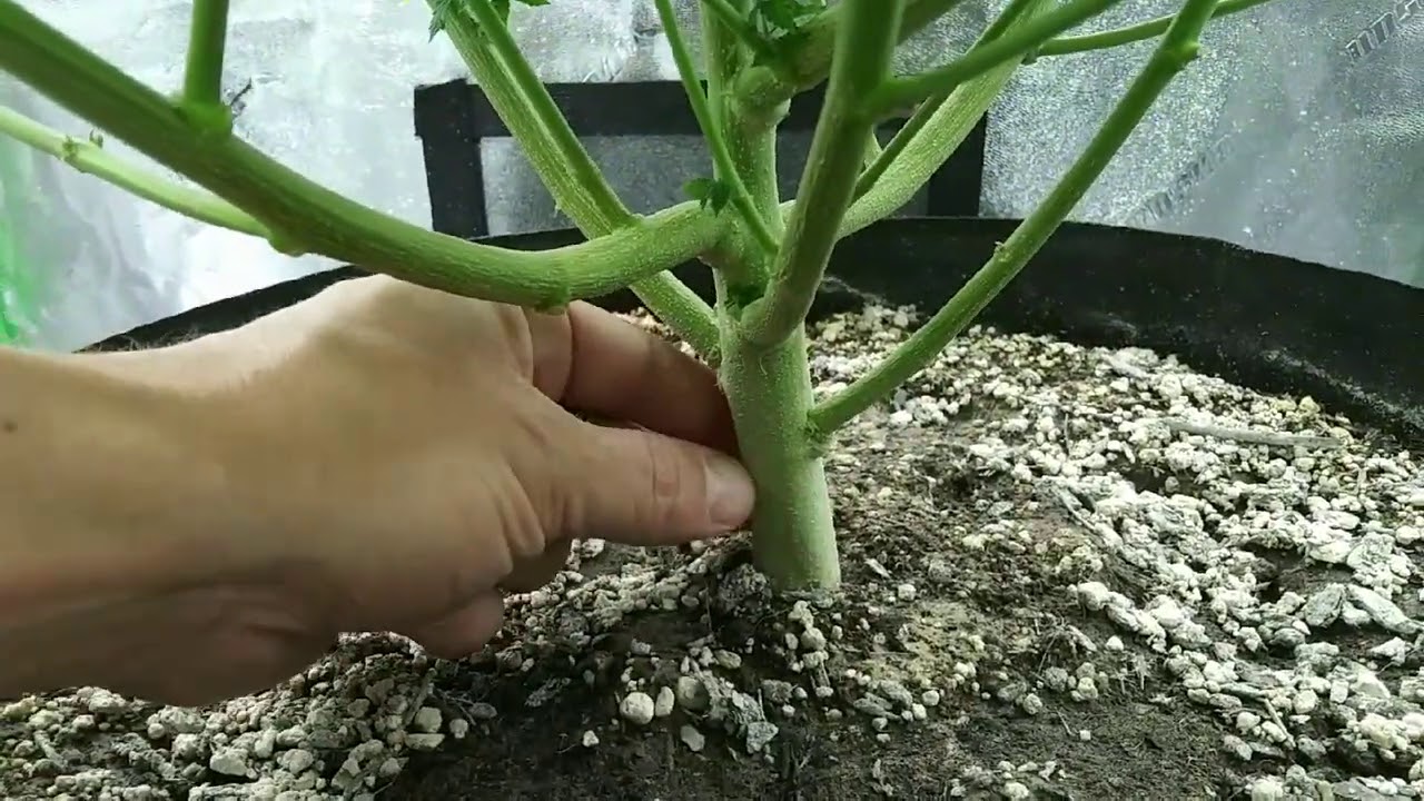 Vegging monsters under Mars Hydro SP250 and TS1000