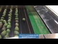 Avocado processing line avocado grading machine avocado waxing line first industry