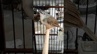 Download Lagu Cigun ngebrem maen duduk MP3