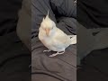 オカメインコのルクが可愛かった。|2025.06.15|Shot on Apple iPhone 15 Pro MAX|#shorts