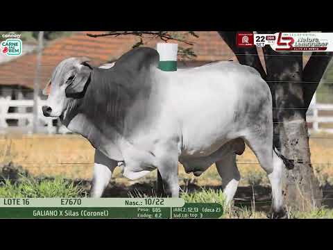 LOTE 16   LBMN E7670