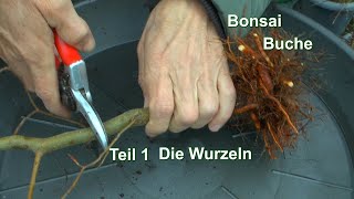 Buche zum Bonsai. Die ersten Schritte im Wurzelbereich der Baumschule Pflanzen Fagus Sylvatica