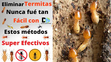 ¿Cuál es el mejor producto para eliminar termitas?