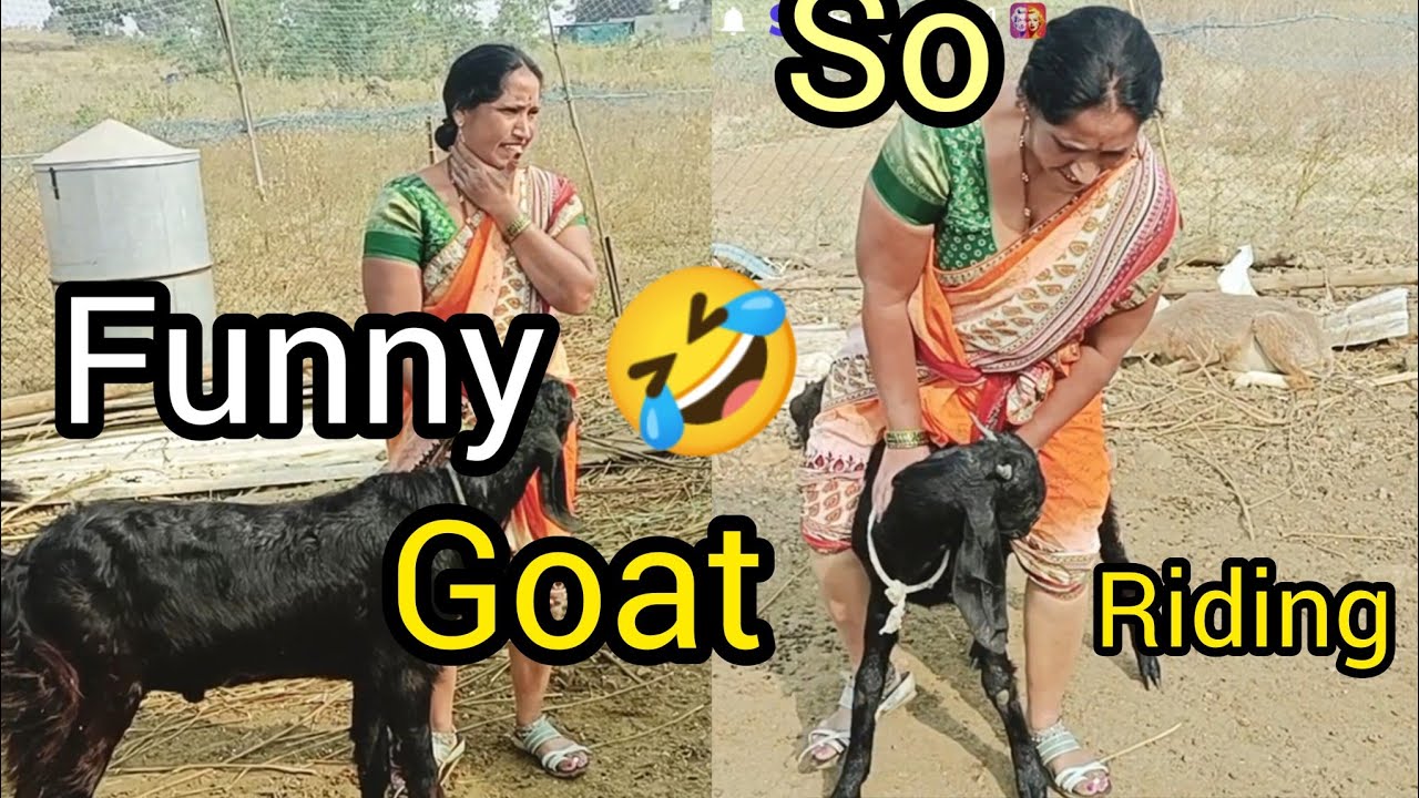 So funny 🤣 video goats riding village 😂😅