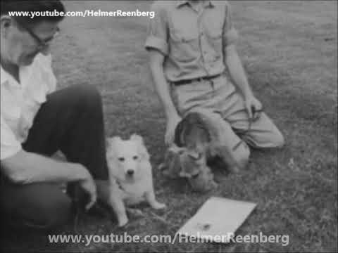 June 20, 1961 - President John F. Kennedy and Family's new dog Pushinka