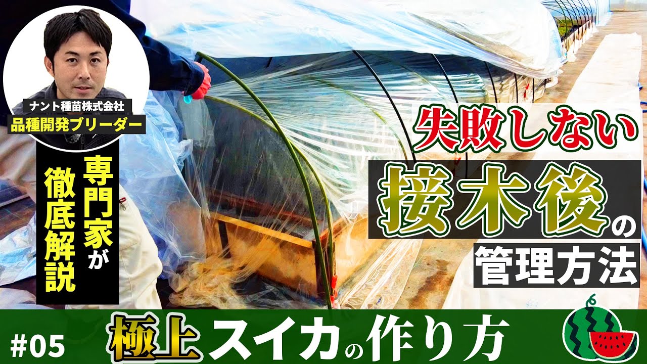 Up Ftv スイカ編 Step5 接木後の管理 Youtube Up Ftv スイカ編 Step5 接木後の管理 Youtube