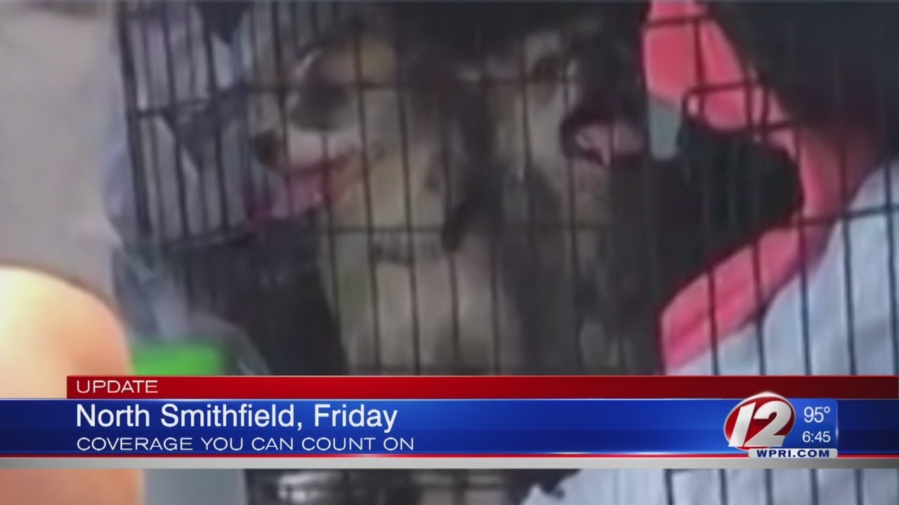 Dogs rescued from UHaul recovering at North Smithfield Animal Control YouTube