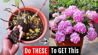 I do THIS to increase flowering on Hydrangea, it FIXES all problems ✔