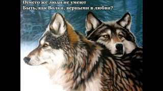 Michel Bayan -  Love of Wolf(Говорят, что волки одиноки И сами выбирают этот путь. Но известно далеко не многим Этой истины простая суть...., 2016-03-09T10:44:28.000Z)