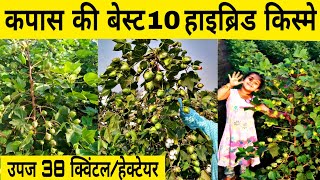 कपास की बेस्ट 10 किस्मों का बीज | kapas ka bij | Kapas ki kheti | ajeet 155 cotton seeds | rasi 776