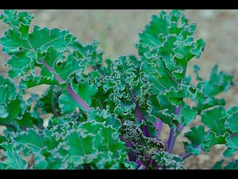 Video: Tumbuhan Kale Laut Cordifolia: Maklumat Tentang Penanaman Kale Laut Besar