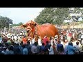 Eid al-Adha Biggest And Most Unique Bulls In Pakistan