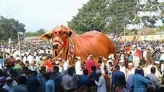 Eid al-Adha Biggest And Most Unique Bulls In Pakistan by Yellow 12,291 views 10 months ago 10 minutes, 31 seconds